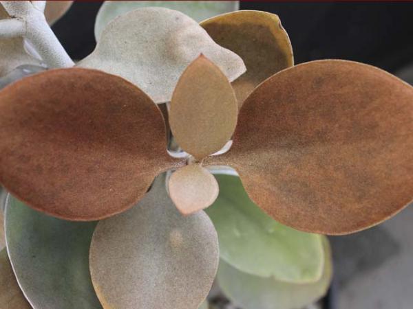 kalanchoe orgyalis copper spoons 
