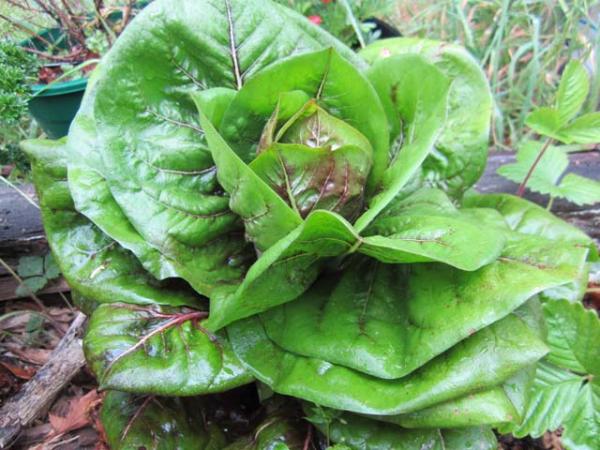 lactuca sativa lettuce(1) 