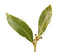 laurus nobilis leaf 