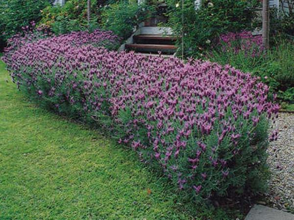 lavandula pedunculata lavender pukehou 