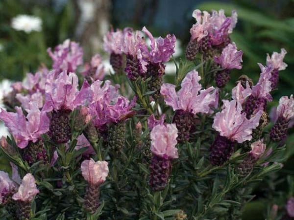 lavandula pedunculata lavender sweetberry ruffles 
