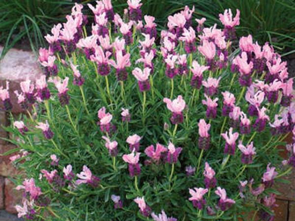 lavandula stoechas lavender with love 