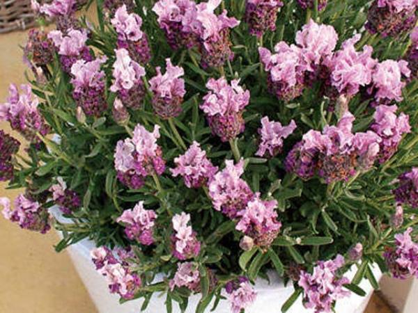 lavender pedunculata lavender boysenberry ruffles 