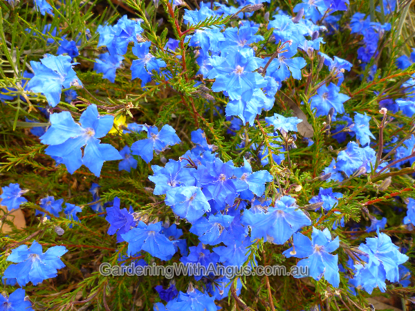 lechenaultia blioba blue lechenaultia 002 