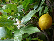 lemon1(2) 