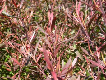 leptospermum morrisionii burgundy 1 