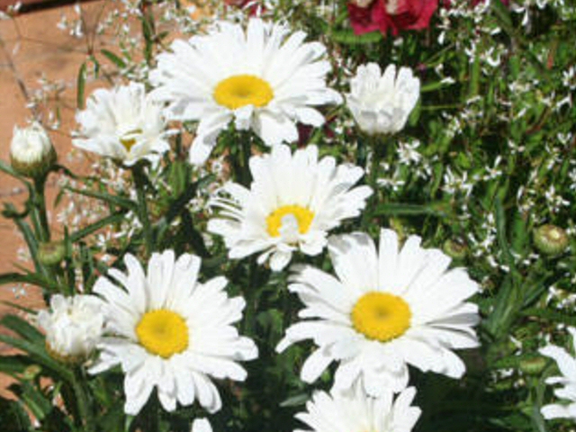 leucanthemum x superbum shasta daisy daisy may 1 