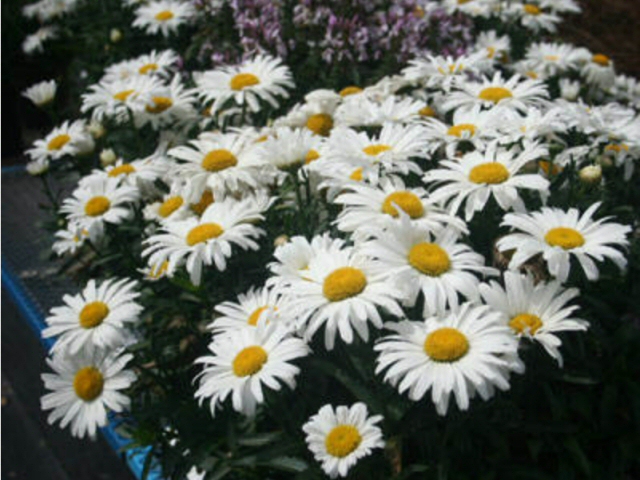 leucanthemum x superbum shasta daisy daisy may 2 