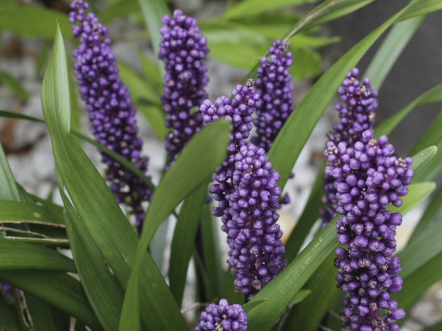 liriope muscari  royal purple 1 