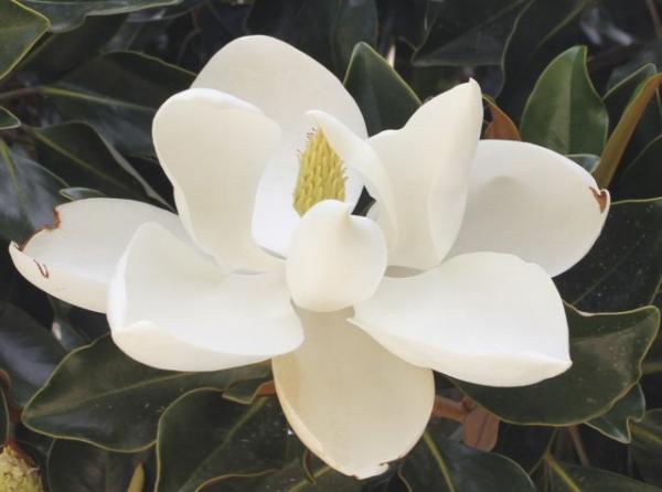 magnolia grandiflora magnoia little gem  