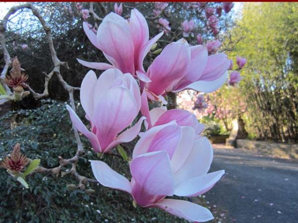 magnolia x soulangeana saucer magnolia 