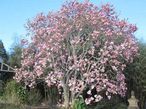 magnolia x soulangeana tulip magnolia tree 