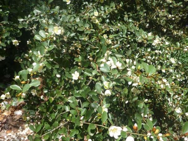 magnolia magnolia dianica 