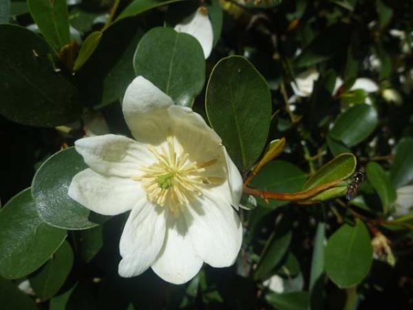 magnolia magnolia laevifoila flower 