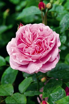 mary rose david austin rose 