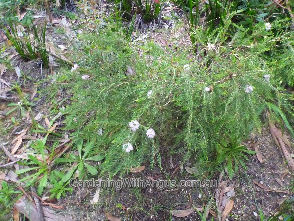 melaleuca thymifolia 005 