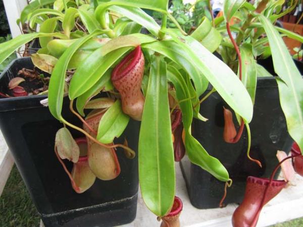 nepenthes pitcher plant 