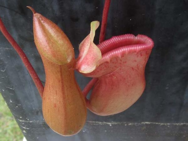 nepenthes pitcher plant pitchers 