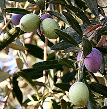 olea europaea olive 512 