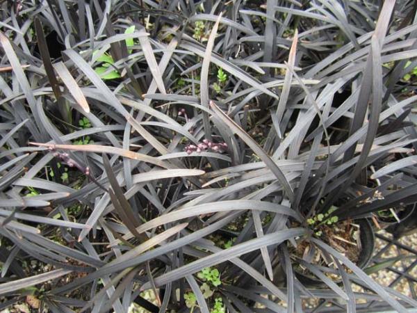 ophiopogon planiscapus nigrescens black mondo grass 