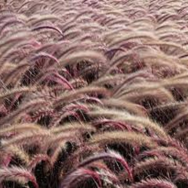 pennisetum advena dwarf rubrum purple fountain grass 