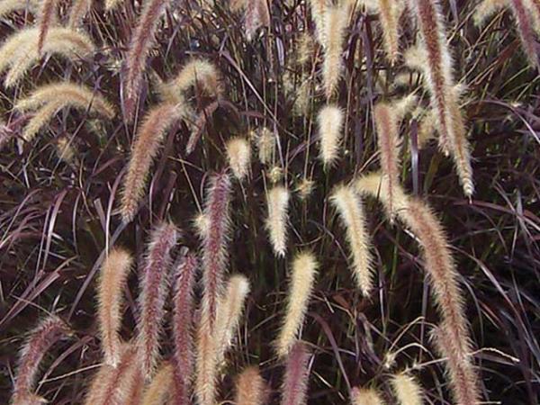 pennisetum setaceum fountain grass purplefountain 