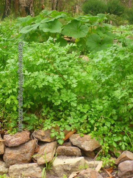 petroselinum crispum neapolitanum italian or flat leafed parsley 001 