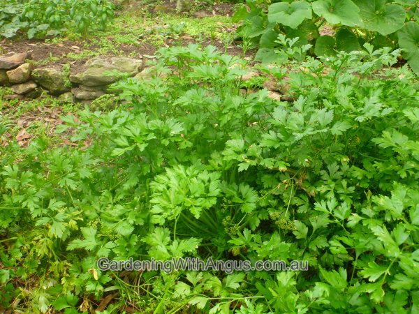 petroselinum crispum neapolitanum italian or flat leafed parsley 002 
