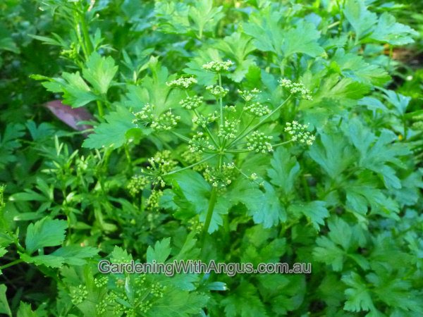 petroselinum crispum neapolitanum italian or flat leafed parsley 003 