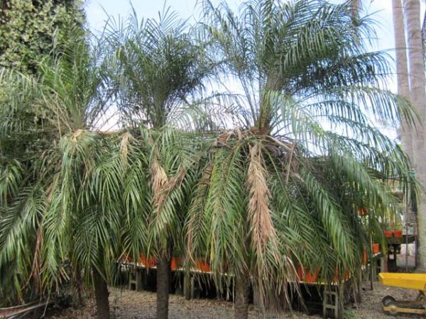phoenix roebelenii dwarf date palm 