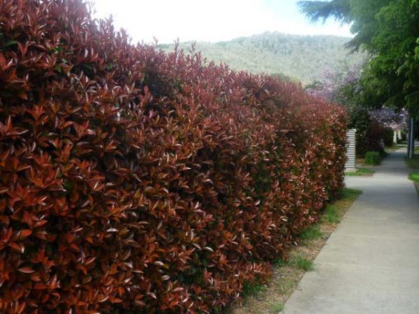 photinia x fraseri photinia red robin hedge(1) 