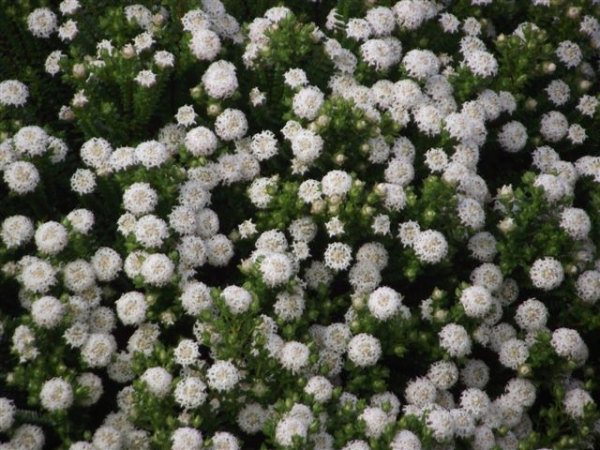pimelea ferruginea rice flower snowball 007 