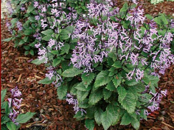plectranthus x plectranthus mona lavender 
