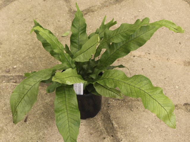 polypodium formosanum grub fern 1 