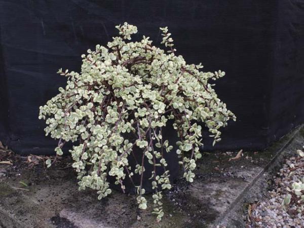 portulacaria afra variegata variagated jade plant. (2) 