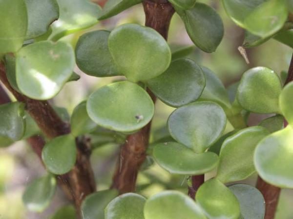 portulacaria afra jade plant 