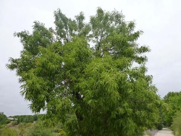 prunus dulcis almond tree 