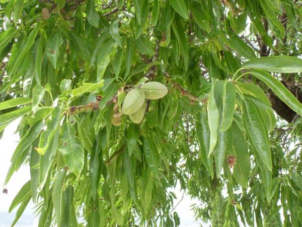 prunus dulcis almond 