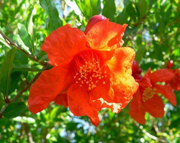 punica granatum pomegranate flower(1) 