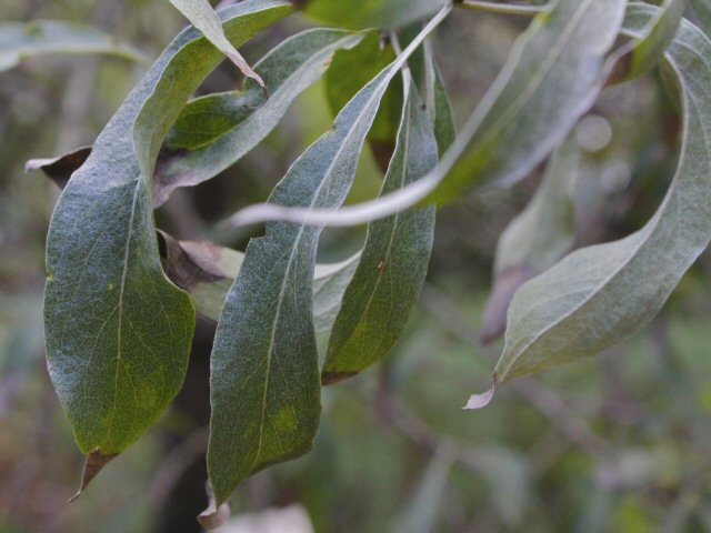 pyrus salicifolia pendula willow leafed pear 3 