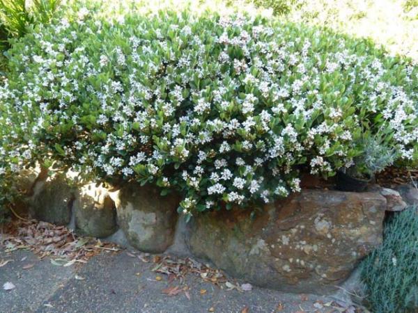 raphiolepsis raphiolepsis oriental pearl shrub 