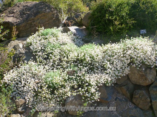 rhodanthe anthemoides chamomile sunray 001 