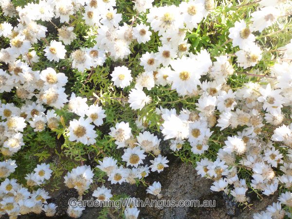 rhodanthe anthemoides chamomile sunray 003 