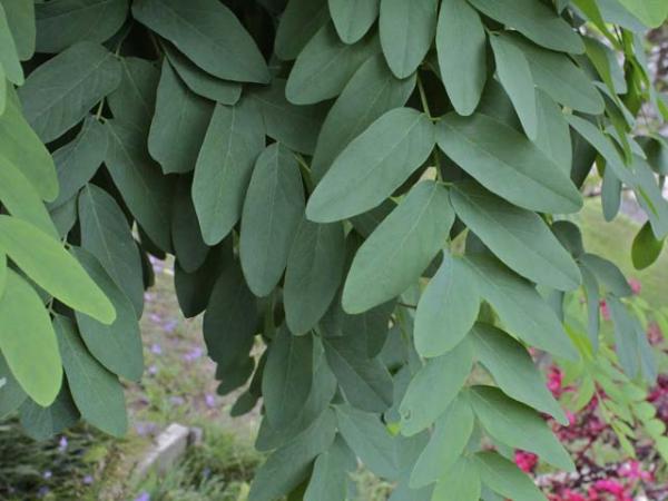 robinia pseudoacacia umbraculifera moptop robinia foliage 