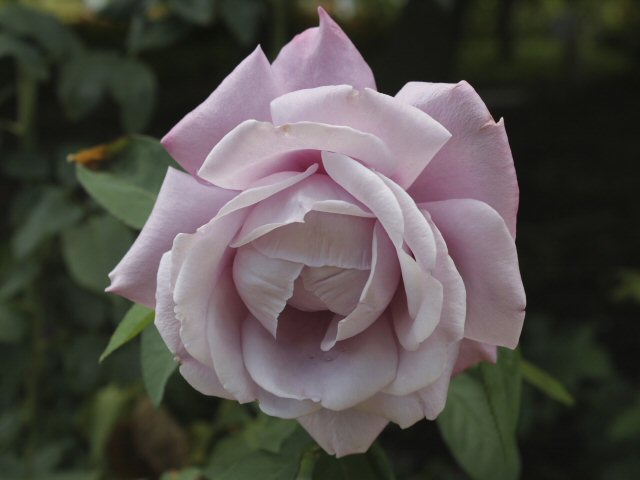 rosa hybrid rose blue moon 1 
