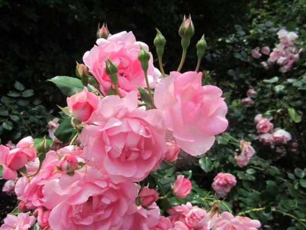 rosa rose delbard centenaire de lourdes flower 
