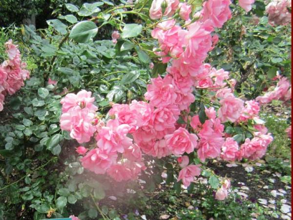 rosa rose delbard centenaire de lourdes 
