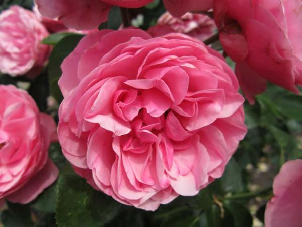 rosa rose meilland leonardo da vinci flower 