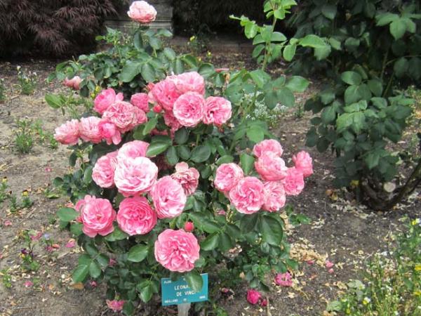 rosa rose meilland leonardo da vinci plant 