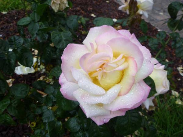 rose 8 